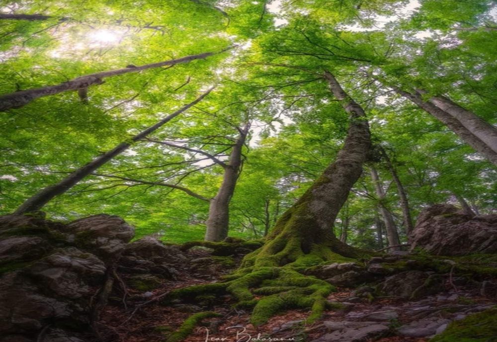 Zi istorică pentru Pădurile României - Noul Cod Silvic a fost promulgat de Președinte