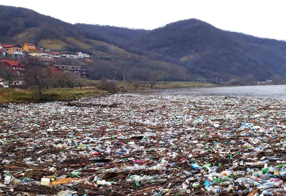 Imagini dezolante. Ape acoperite de peturi