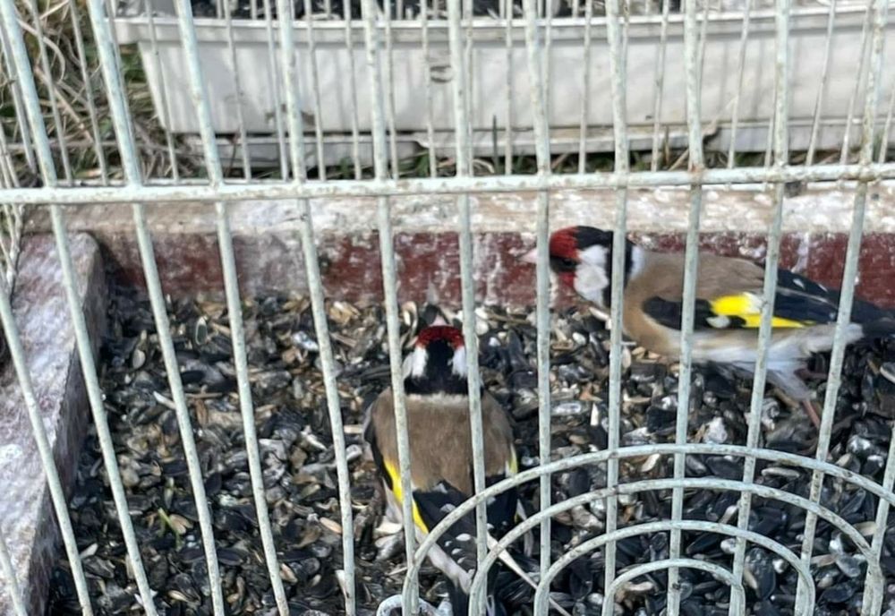 Păsări prinse cu capcane imprvizate. Poliția a intervenit