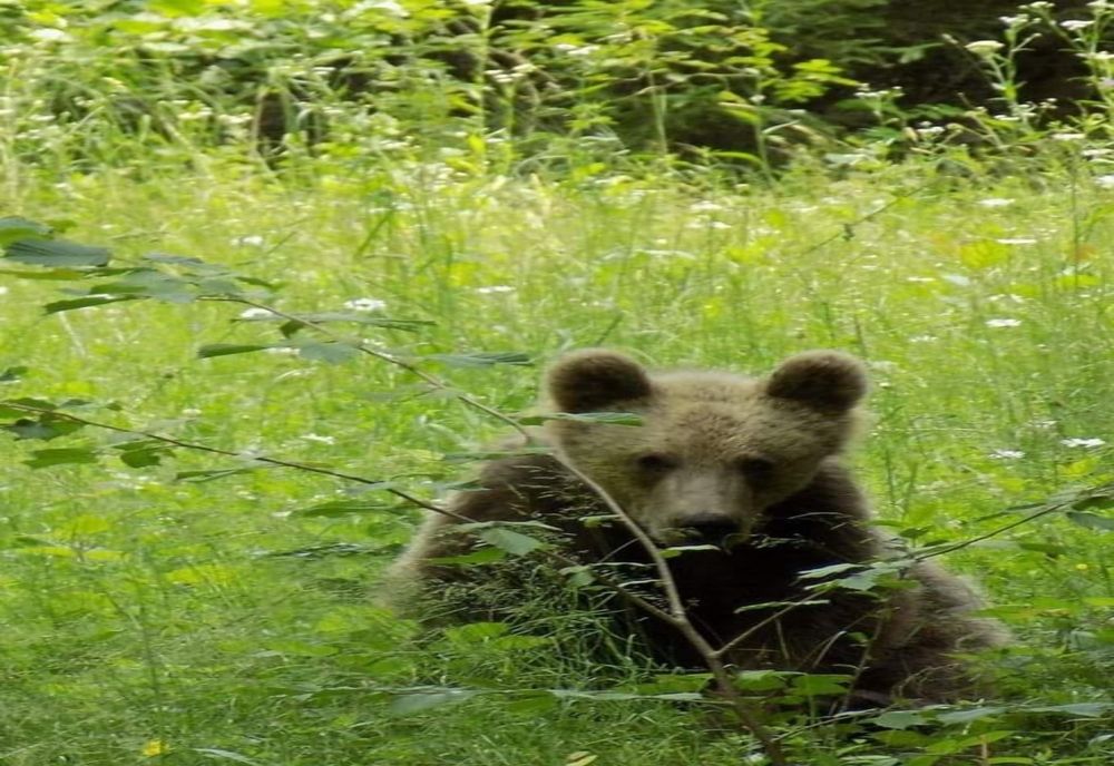 Ordonanța de urgență care va permite împușcarea urșilor agresivi va intra luni în procedura de avizare interministerială