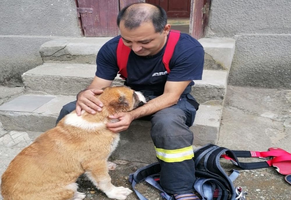 Au salvat un câine aflat în pericol