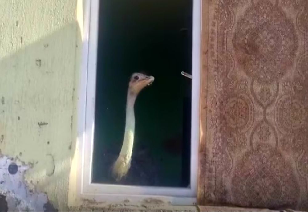 Plăceri "exotice" amendate de poliție