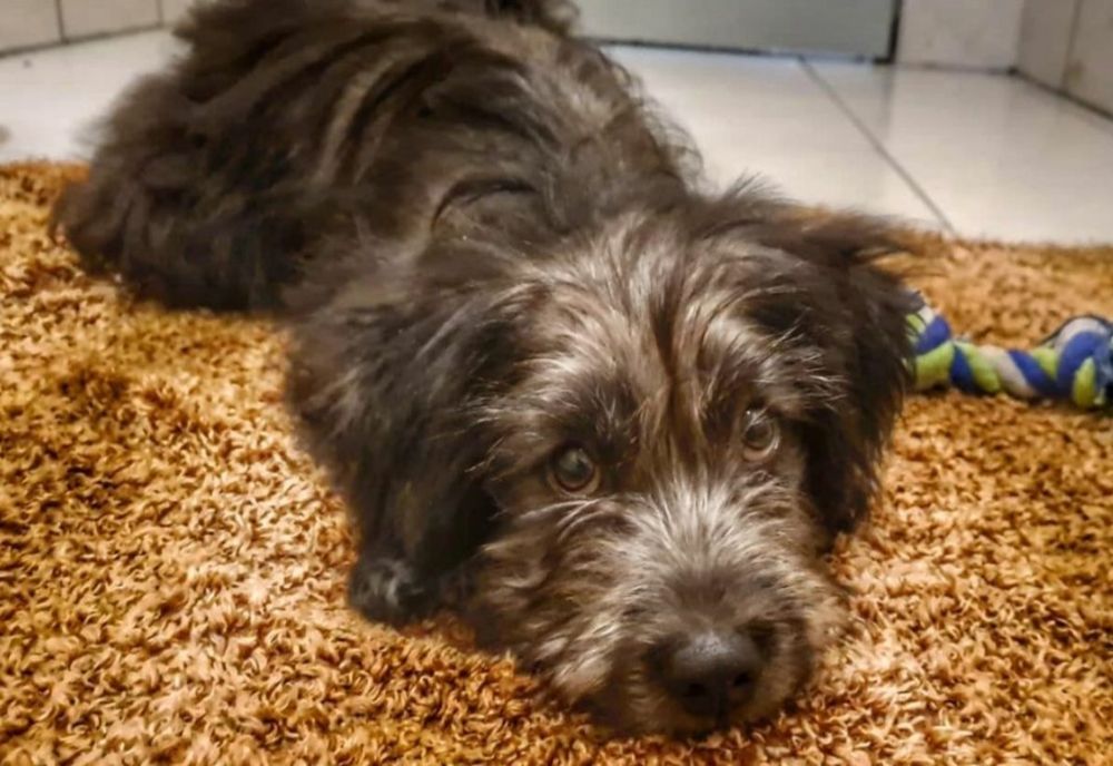 Nu ți-ai sterilizat câinele sau pisica? Amenzile sunt uriașe: Câți bani a scos din buzunar o femeie din Sectorul 2 al Capitalei