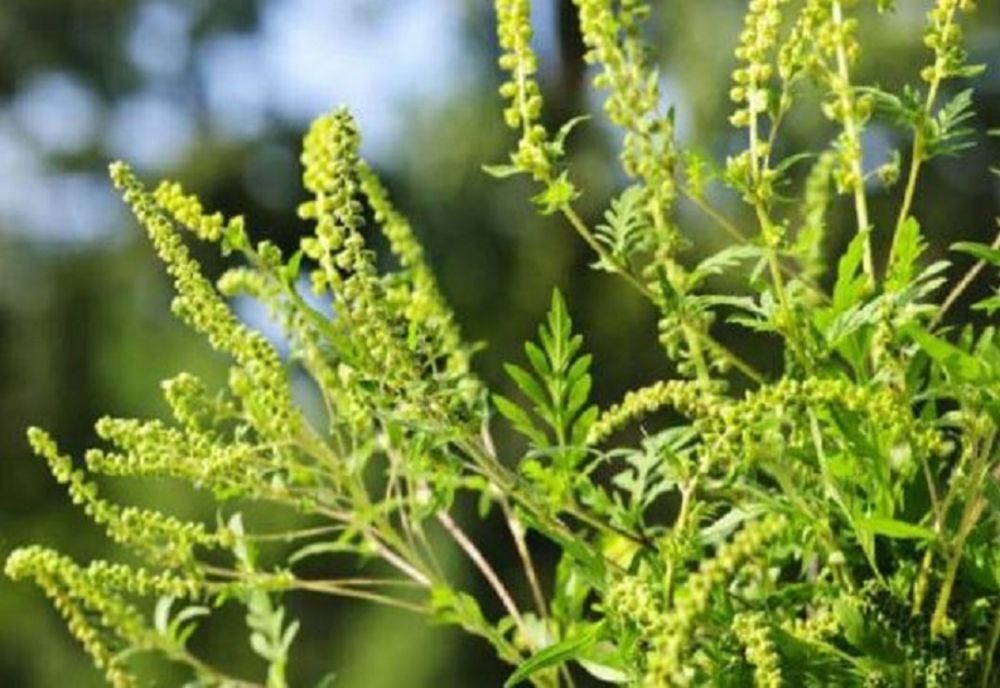 Amenzi pentru proprietarii de terenuri care nu previn creșterea ambroziei 