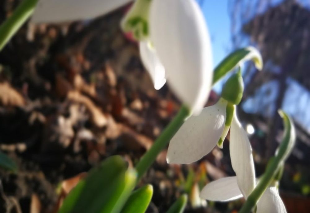 Prognoza meteo 23 februarie: Temperaturile sar la 19 grade