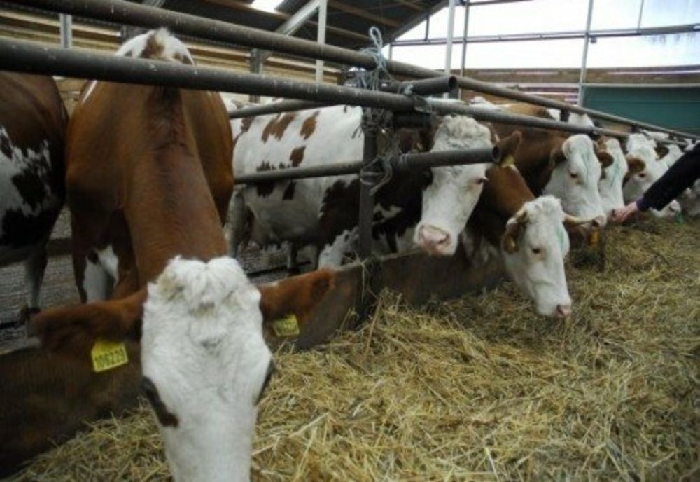 ALERTĂ ÎN ROMÂNIA! A FOST DEPISTAT UN VIRUS CARE UCIDE 70% DIN ANIMALELE INFECTATE