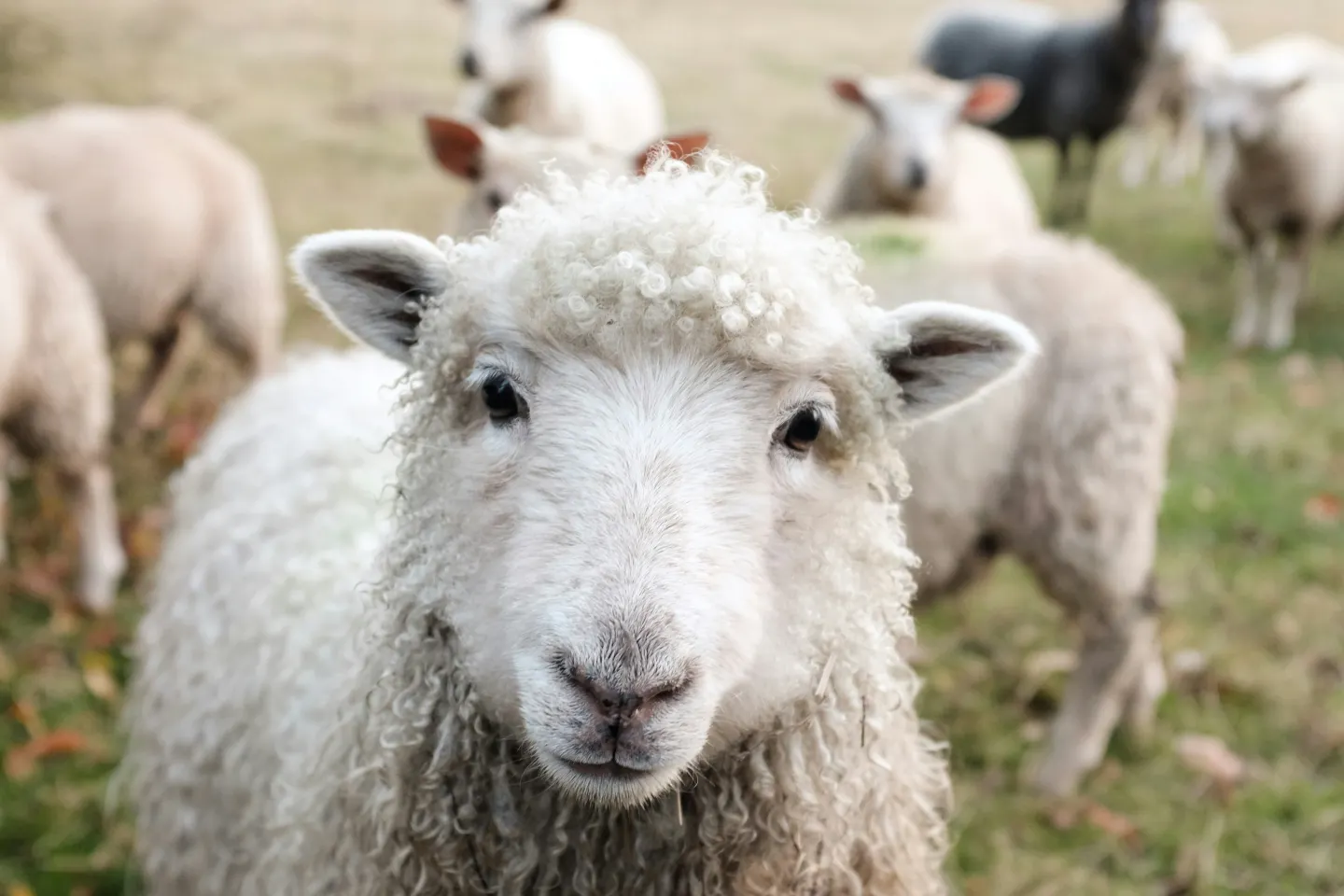 Crescătorii de animale, în pragul falimentului. Producția de carne și lapte din România, grav afectată