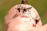 INSP: 9 infecții cu virusul West Nile și 2 decese, înregistrate în acest sezon