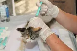 DSVSA Mehedinți angajează medic veterinar. Se cer minimum patru ani de experiență