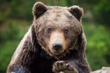 Urșii au apărut din nou în Mehedinți! Localnicii din Godeanu, avertizați după ce animalele au fost văzute în apropierea satului