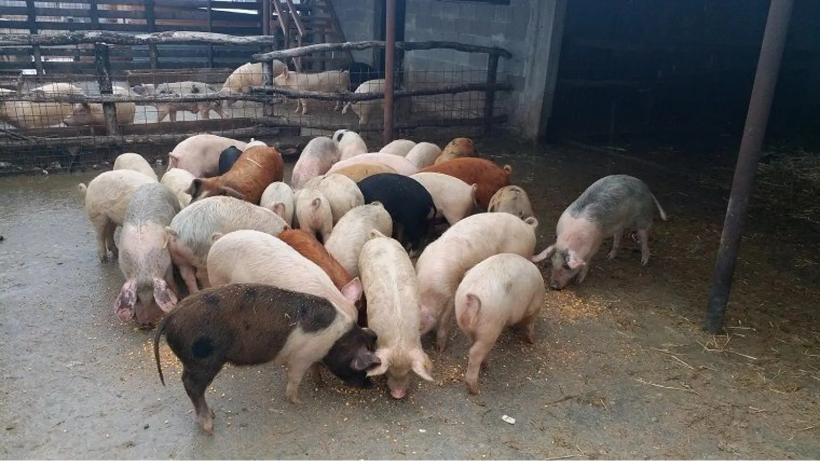 -porci-
