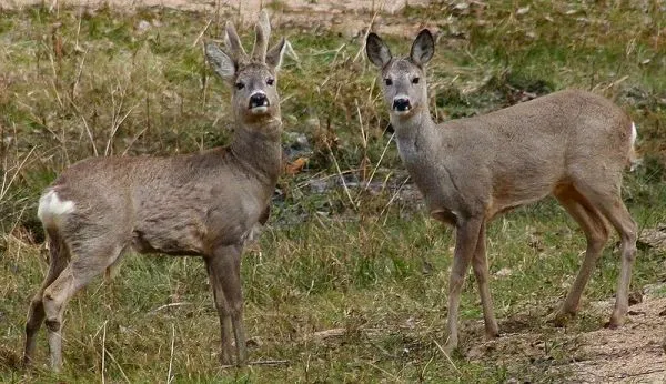 Specia-Capreolus-capreolus-600x346