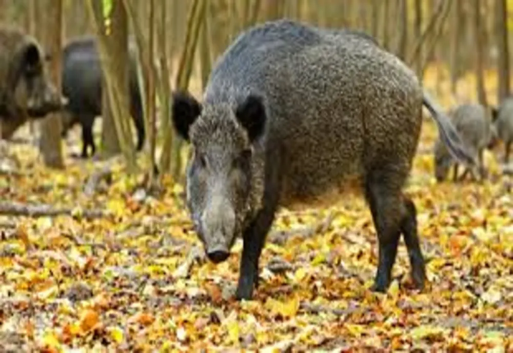 Cazuri noi de pestă porcină africană în Mehedinți