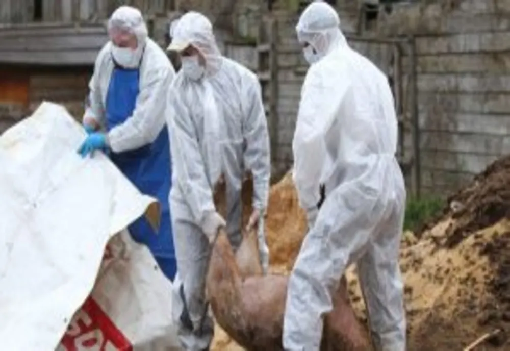 Focar de pestă porcină africană într-o fermă  de porci din Mehedinți 
