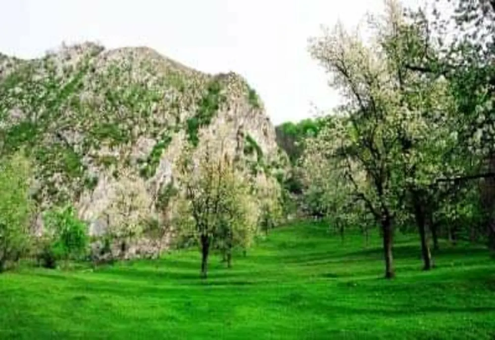 Sărbătoare în pădurea de liliac