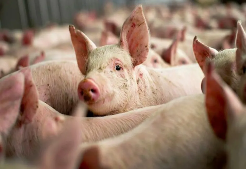 Peste 1500 de porci au fost sacrificaţi la o fermă din Mehedinți