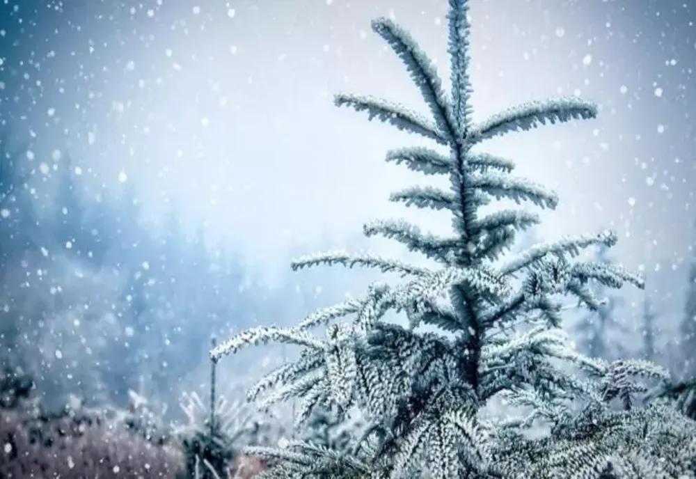 Vânt extrem și GER de Revelion: la ce TEMPERATURI să ne așteptăm în noaptea dintre ani: prognoza ANM