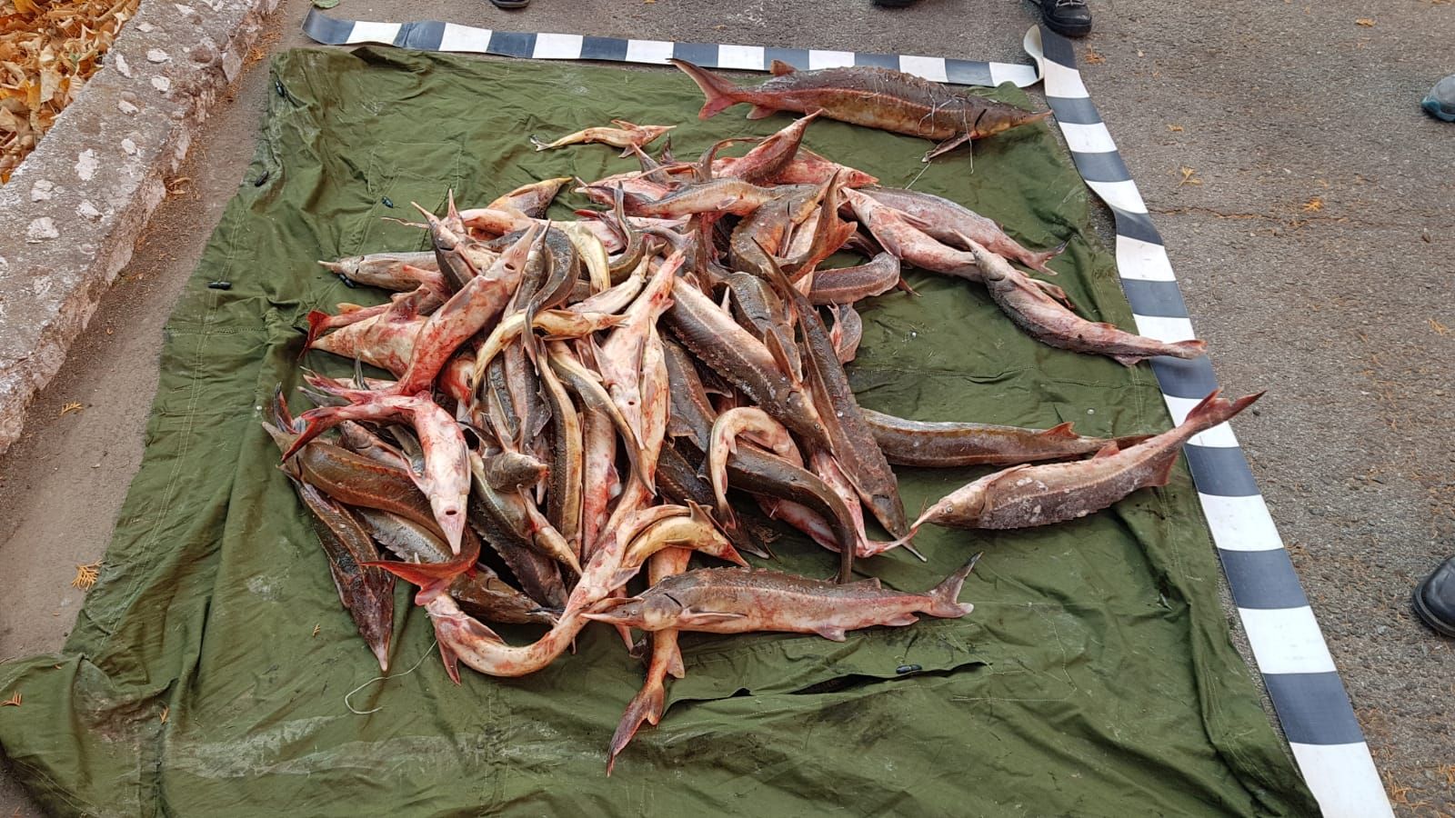 45015760_2300264486863139_3748683022572978176_n