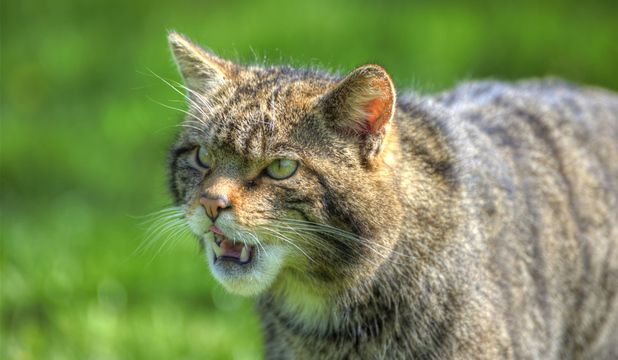 pisica-salbatica-romania