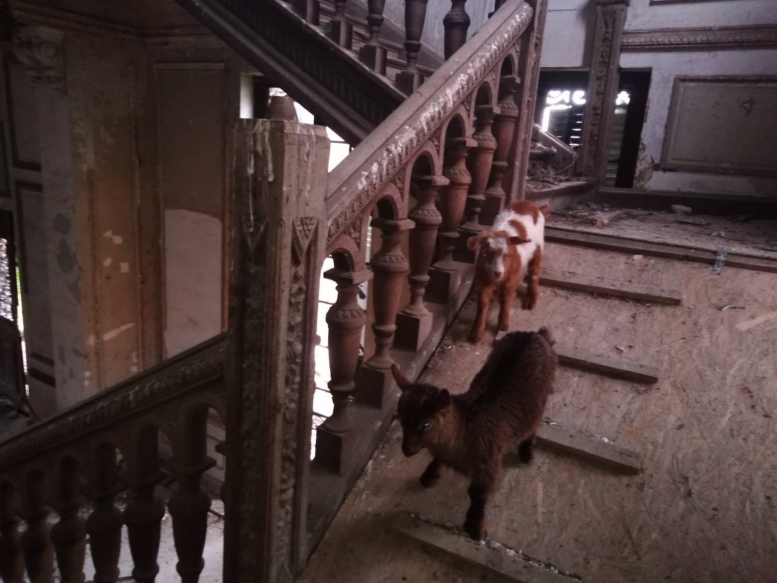 capre in castelul plesa (4)