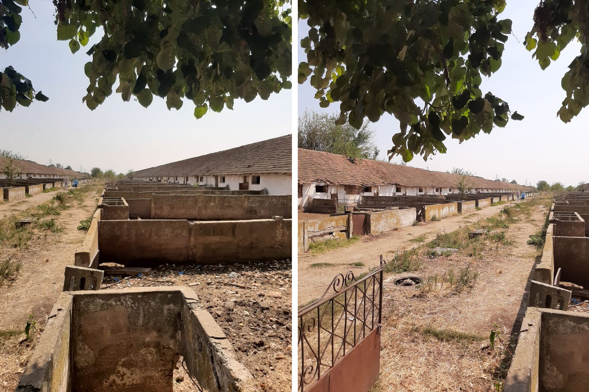 pesta porcina la garla mare