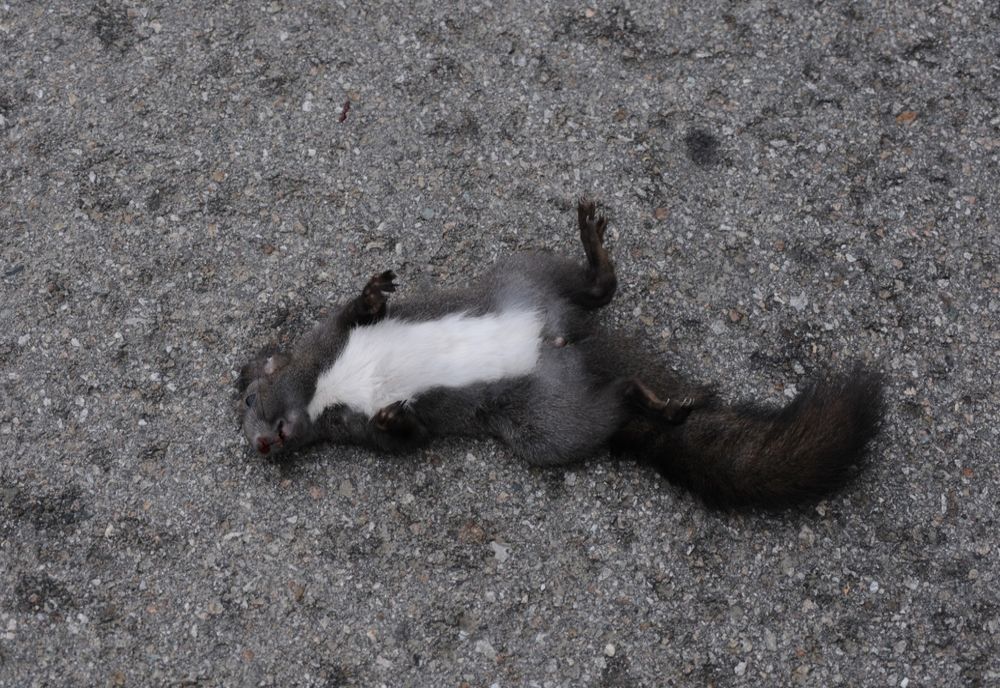 Administrația Parcului Natural Porțile de Fier: Sfaturi pentru conducătorii auto care circulă pe DN7