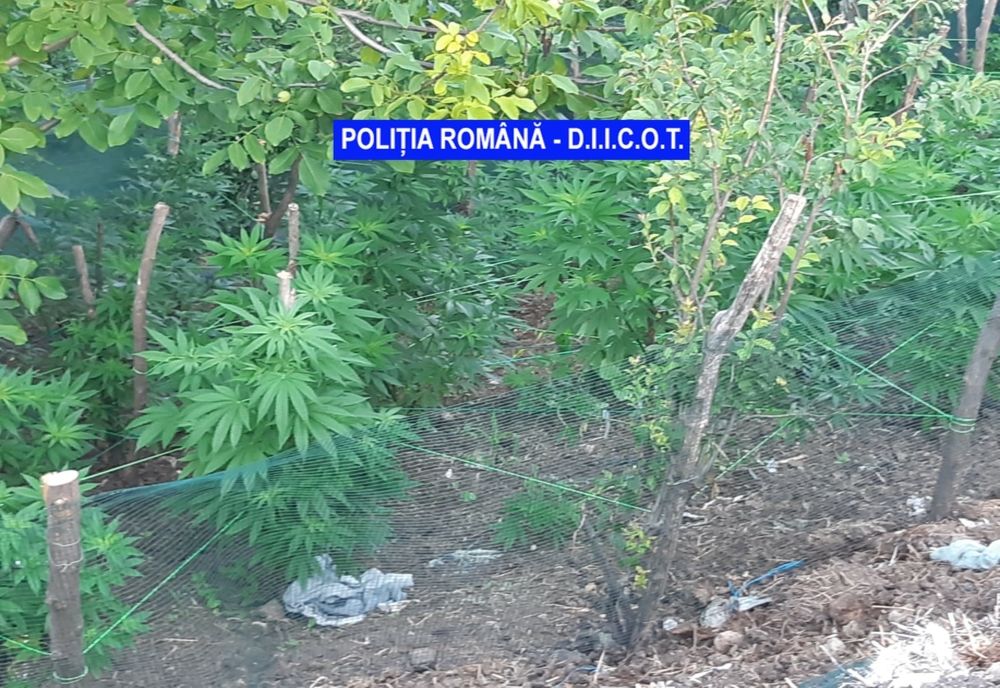 Cultură de cannabis outdoor, descoperită de polițiști în Mehedinți 