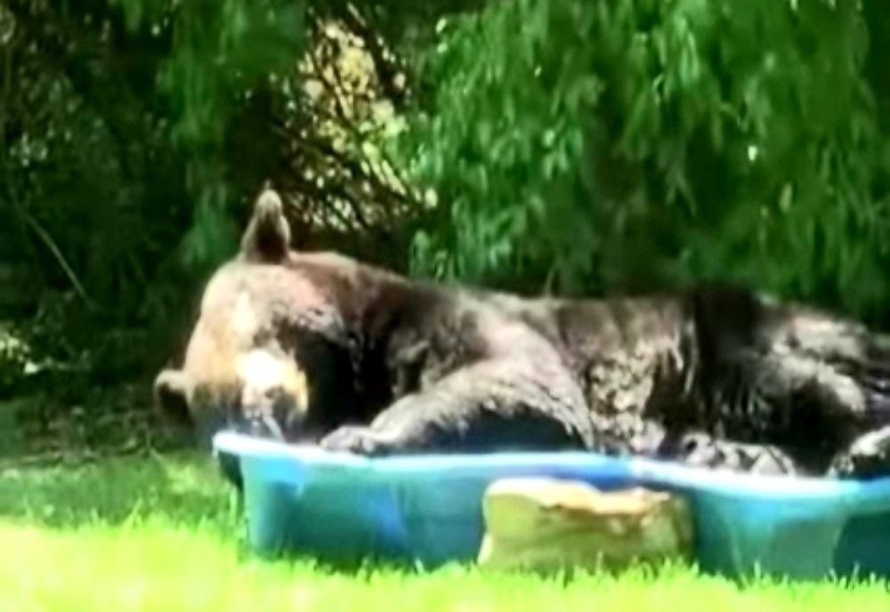 O vizită neașteptată și o baie cu...greutate