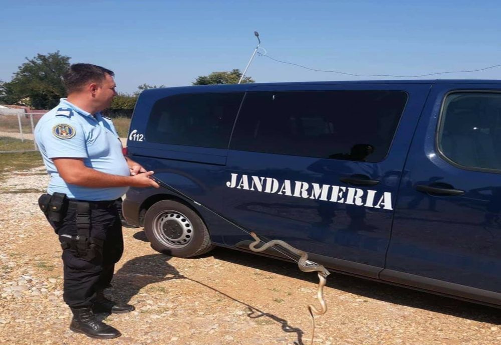 Un șarpe sub capota unui autoturism din Mehedinți. Mai mulți cetățeni au cerut sprijin după ce au interacționat cu reptile sau albine