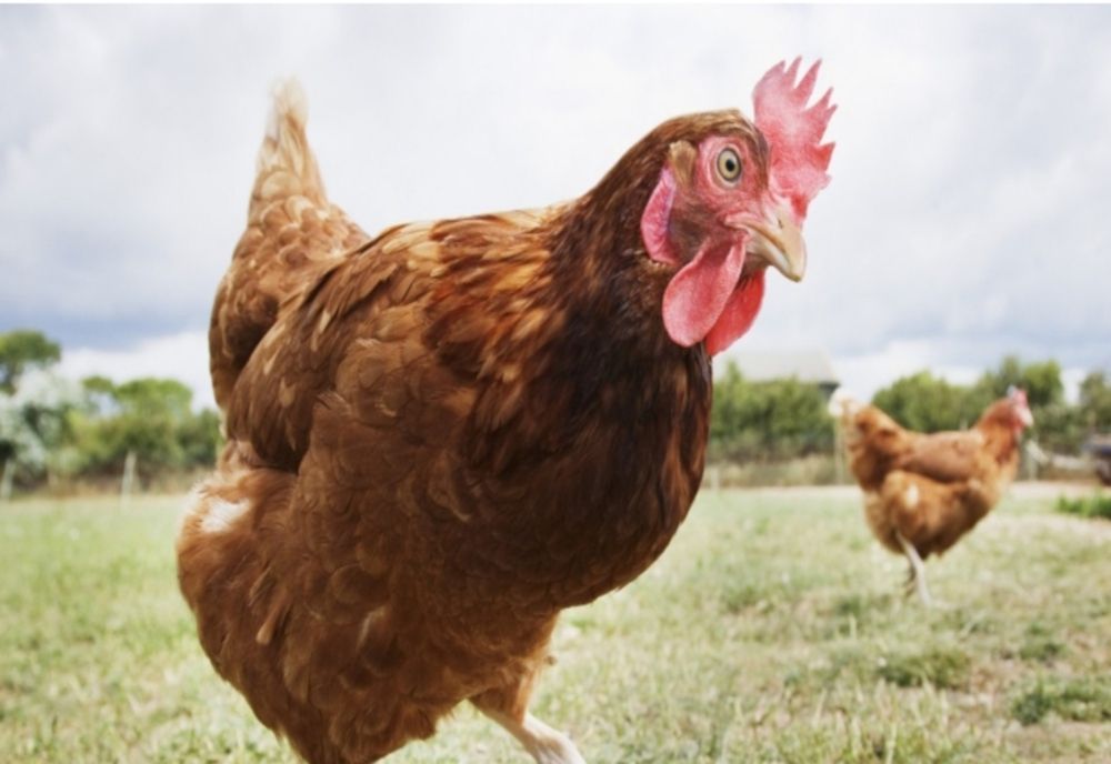 Șobolani morți în mâncarea pentru păsări, găsiți de un mehedințean