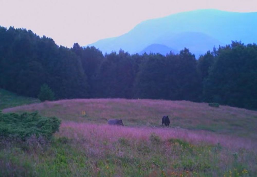 Doi bărbați atacați de un urs