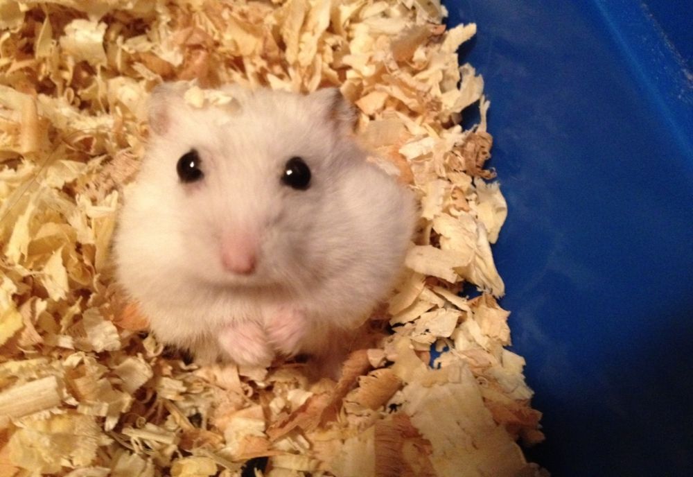 A sunat la DSP ca să ceară certificat verde pentru hamsterul său. Ce răspuns a primit