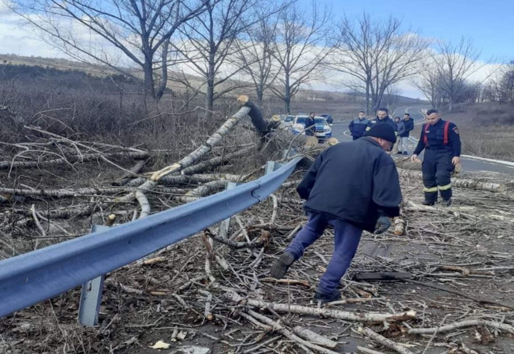 Vântul a doborât copaci în Mehedinți