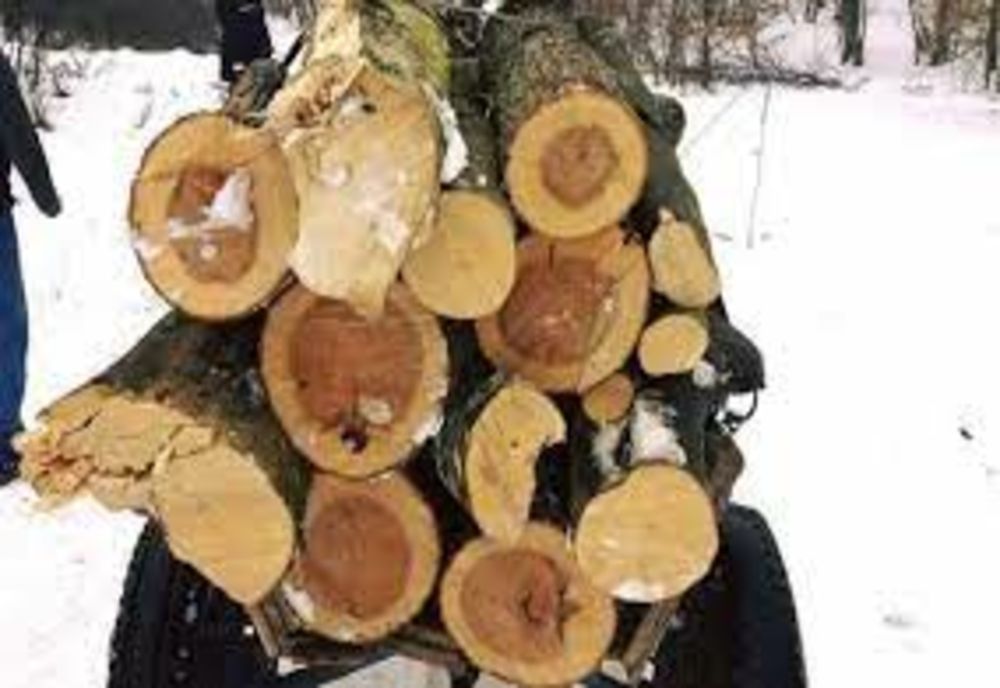 Hoți de lemne prinși în flagrant 