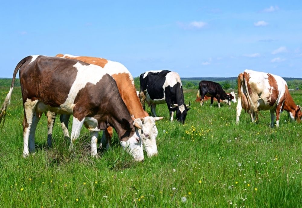 APIA începe  eliberarea de adeverinţe pentru solicitanţii schemei de ajutor de stat în sectorul creşterii animalelor pentru anul 2022