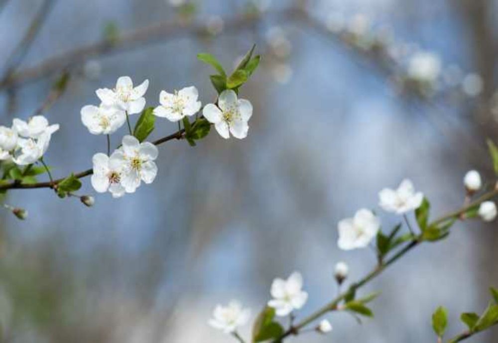 Vremea 22 martie - Cod galben de intensificări ale vântului - Vine și primăvara cu temperaturi de peste 20 de grade