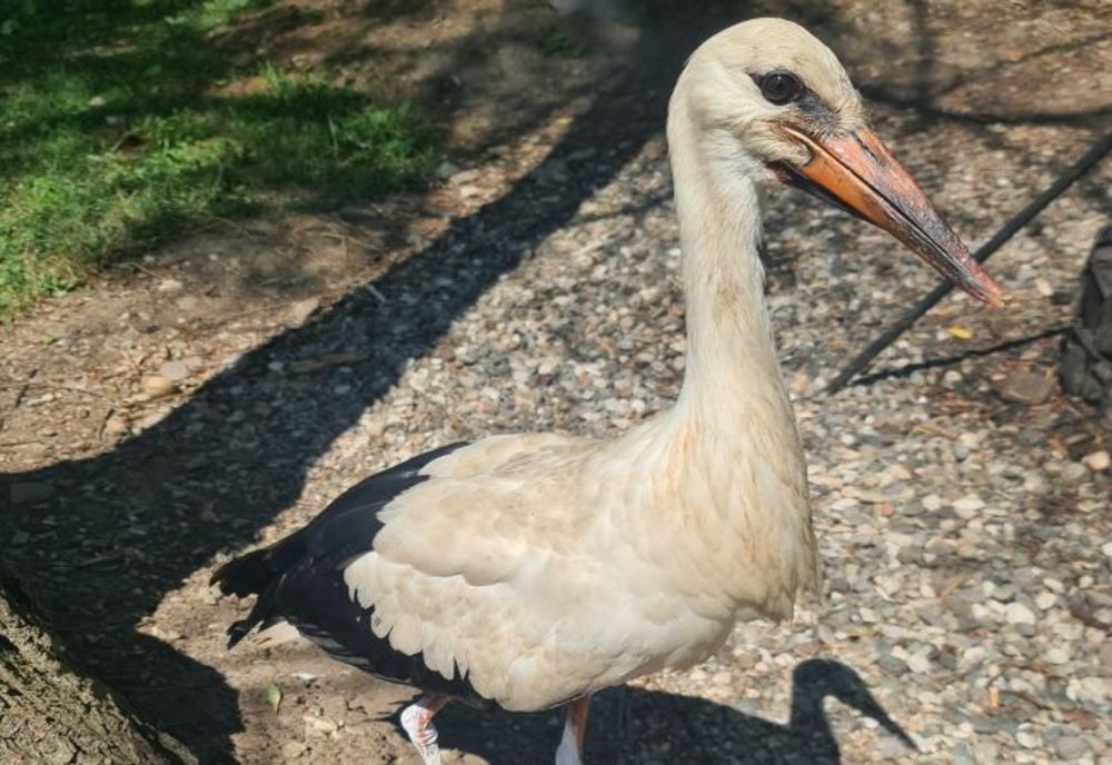 Barză salvată de polițiști
