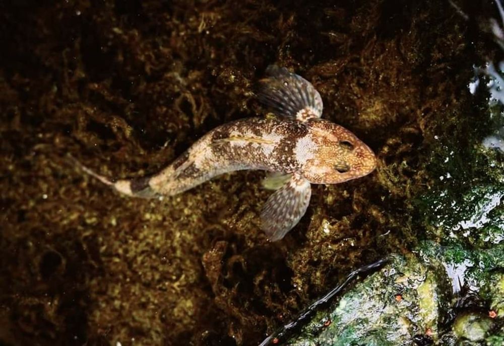 Peștele „dinozaur” în apele Munților Făgăraș