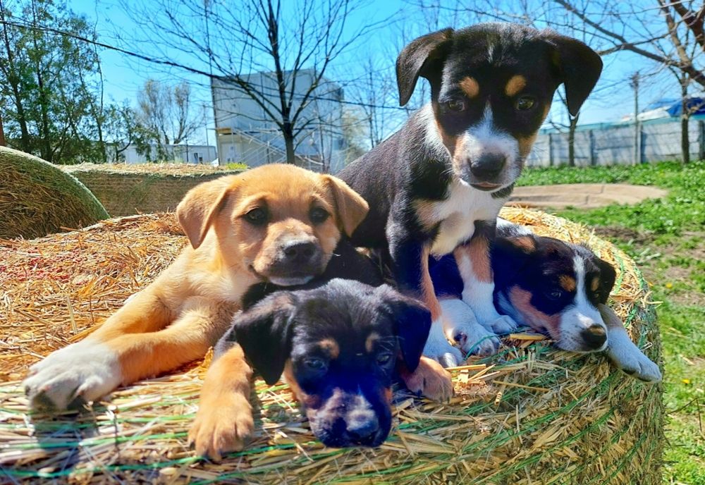 Hrană pentru animalele fără stăpân