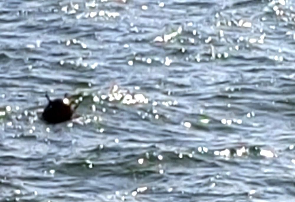 PESTE 100 DE MINE MARINE, DESCOPERITE DE FORȚELE NAVALE ROMÂNE ÎN MAREA NEAGRĂ