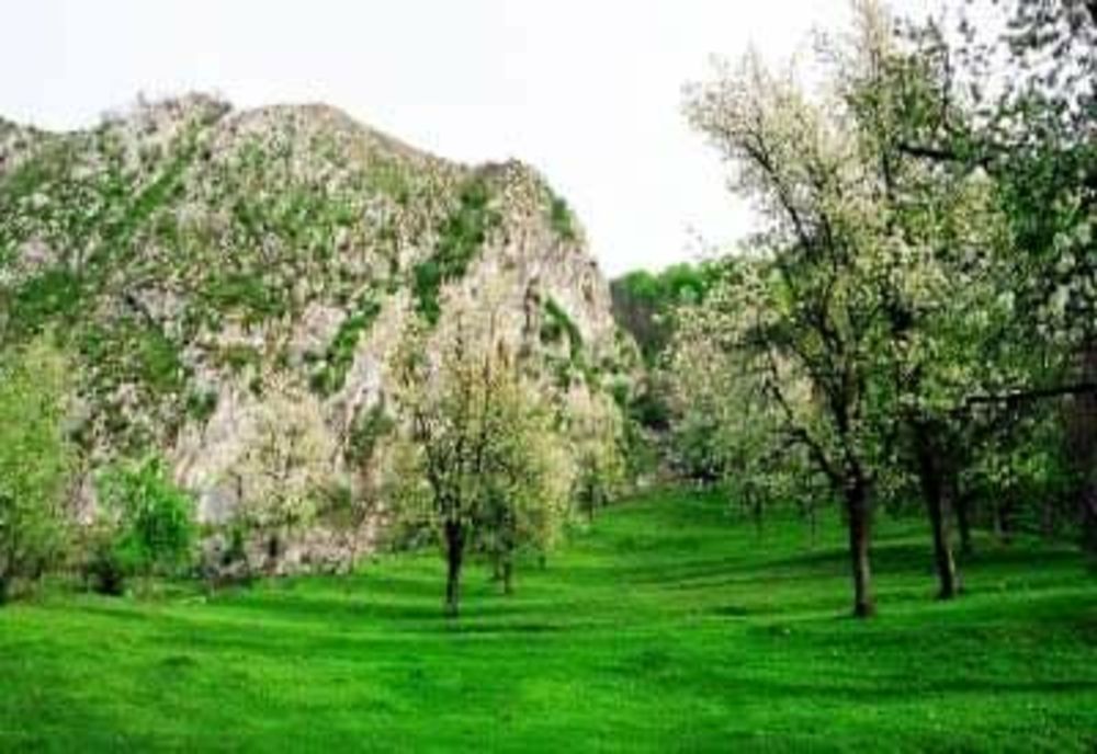 Sărbătoare în pădurea de liliac 