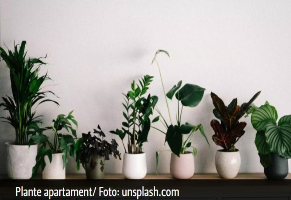 Spune adio umidității și mucegaiului din casă! Top 5 plante care te salvează