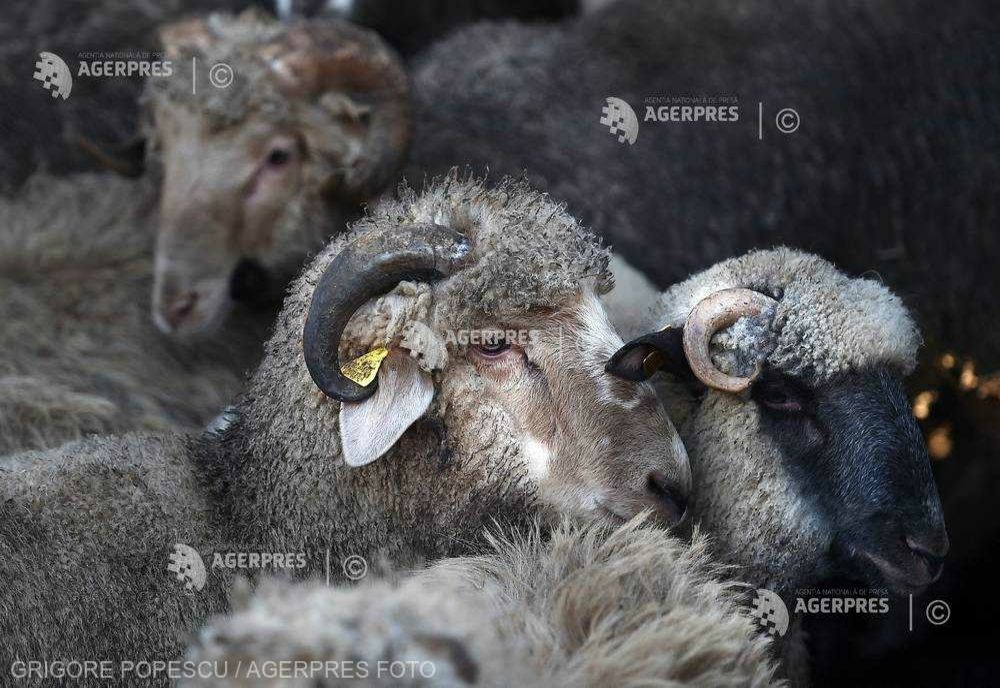 ANSVSA: BULGARIA A NOTIFICAT, PRIN WAHIS, PRIMUL FOCAR DE VARIOLĂ OVINĂ