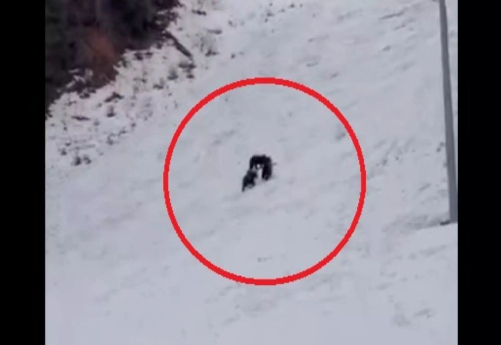 Alertă uriașă înainte de vacanța de schi a copiilor: urși observați pe o pârtie celebră din Poiana Brașov VIDEO
