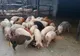 Fără porc de Crăciun. Oamenii își taie animalele de frica pestei porcine