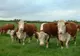APIA Mehedinți: Se plătește ajutorul de stat în sectorul creșterii animalelor
