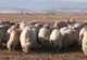 APIA Mehedinți demarează de joi plata în avans pentru fermierii care deţin ovine şi caprine