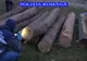 Amenzi de aproape 300.000 de lei pentru delicte silvice în Mehedinți
