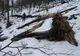 Acțiuni de monitorizare a carnivorelor mari în Parcul Natural Porțile de Fier