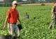 Eures: Locuri de muncă în agricultură în Portugalia și Danemarca la cules de mazăre